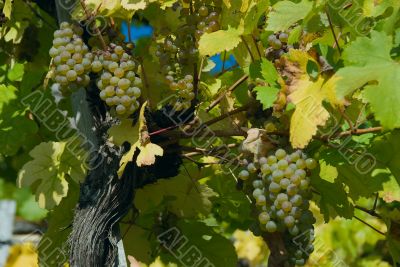  	White grapes in the vineyard