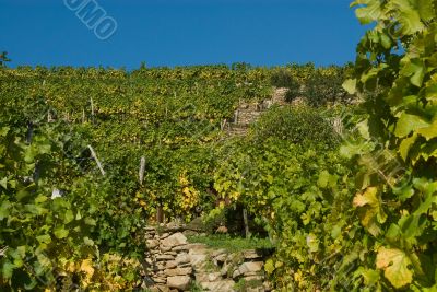 Colorful vineyard