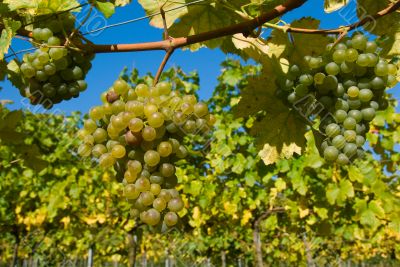  	White grapes in the vineyard