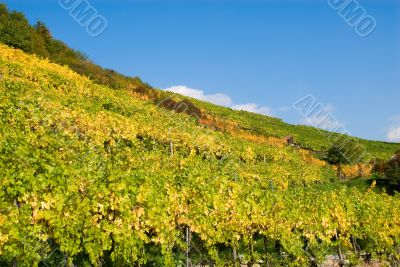 Colorful vineyard