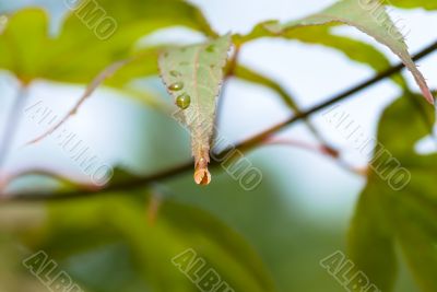 Water drops on the leaf