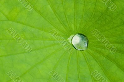  	Green Lotus leaf with water dro