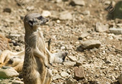  	Meerkats