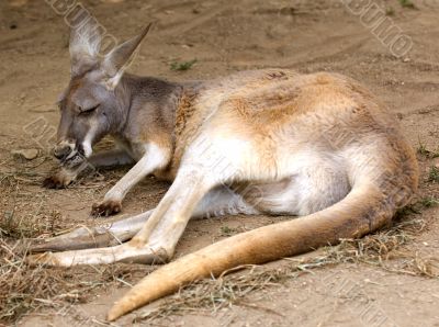 Kangaroo