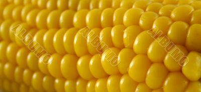 Fresh Corn 3