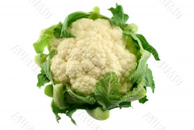 Fresh Cauliflower 3