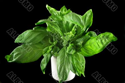 Fresh Basil