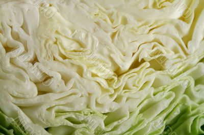 Fresh Cabbage 2