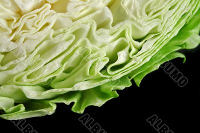 Cabbage Background