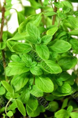 Fresh Marjarom