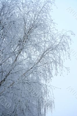Winter landscape with the branches.