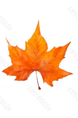 One maple leaf