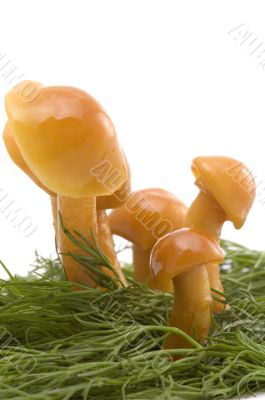 grass and mushrooms