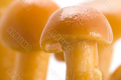 mushrooms cap macro
