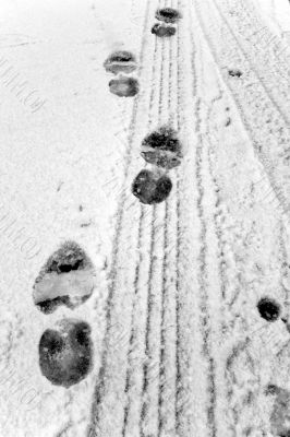 Prints in the snow