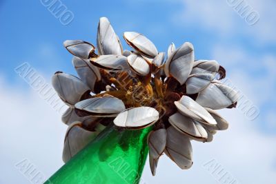 A colony of the mussels on a green bottle