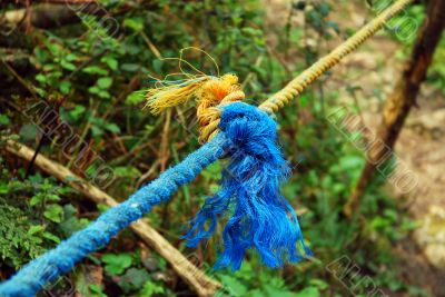 A rope in the forest