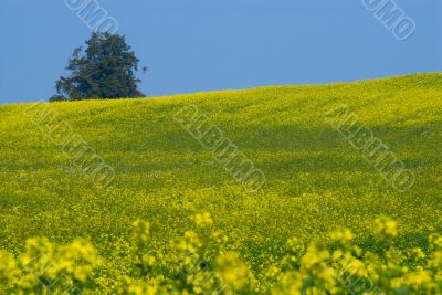  	Canola Fields in the autumn sun