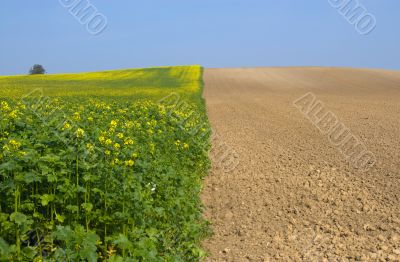  	Canola Fields in the autumn sun