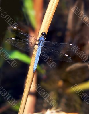 Blue Dragonfly Macro