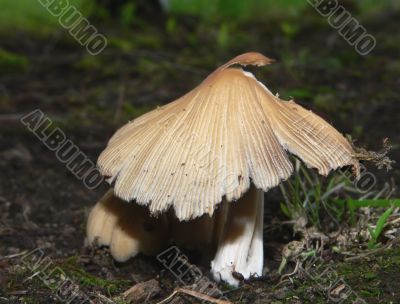 Macro Mushroom