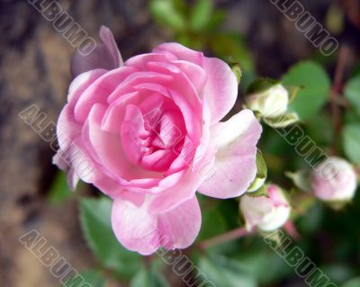 Pink Sweetheart Rose