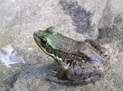 Little Frog Close-Up