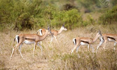 Tomson Gazelles