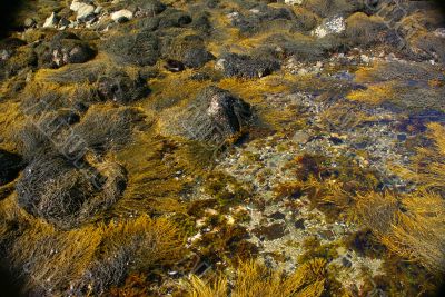 Abstract - yellow & brown kelp