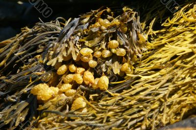 Abstract - yellow & brown kelp