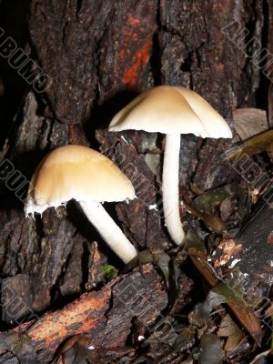 Mushroom Pair