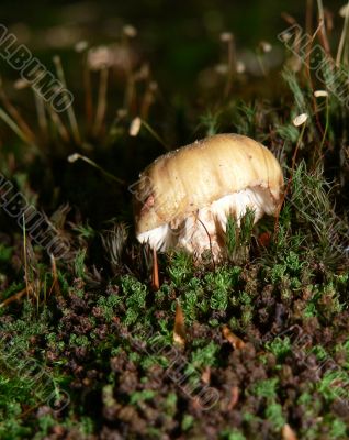 Little Mushroom in Moss