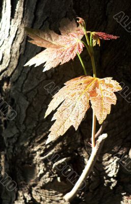 Morning Dew Maple