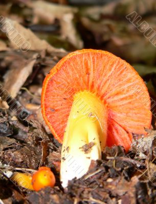 Bright Orange Fall Mushroom