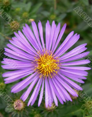 Purple Wildflower