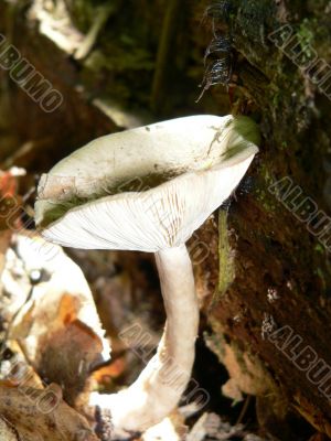 Single White Mushroom