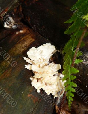 Pretty White Fungi