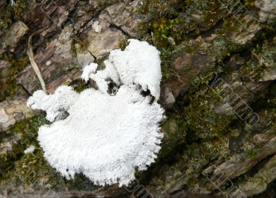 White Fuzzy Winter Mushroom
