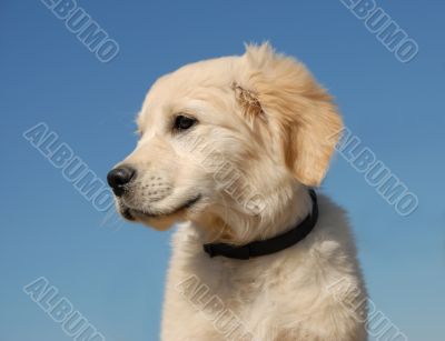 profil of  puppy golden retriever