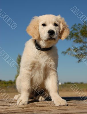 sitting puppy golden retriever
