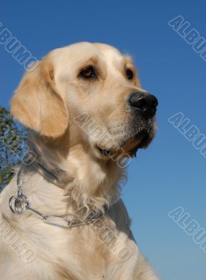 portrait of golden retriever