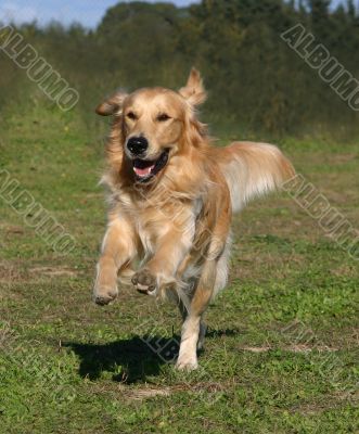 golden retriever