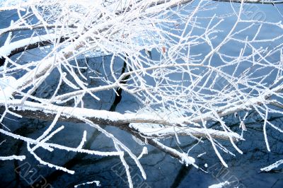 Fallen, a tree covered by a snow .