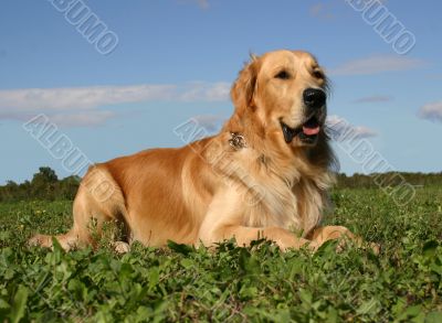 golden retriever