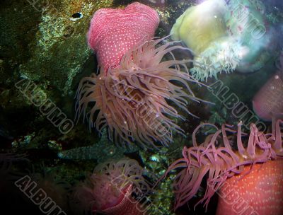 Sea Anemones