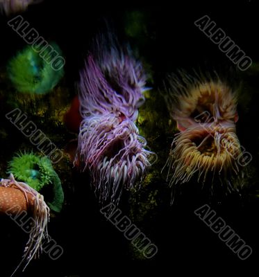 Neon Sea Anemones