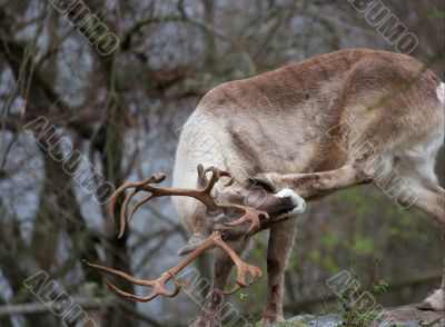 Reindeer