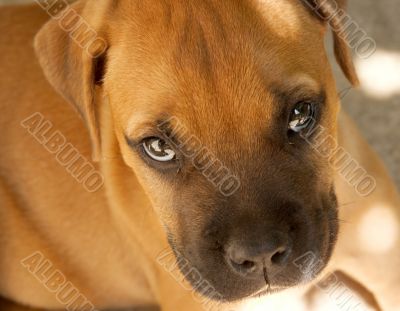 Puppy