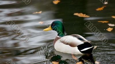 Duck