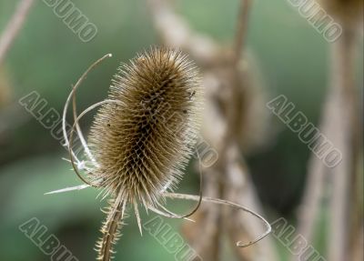 Spikes